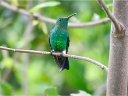 Steely-vented Hummingbird